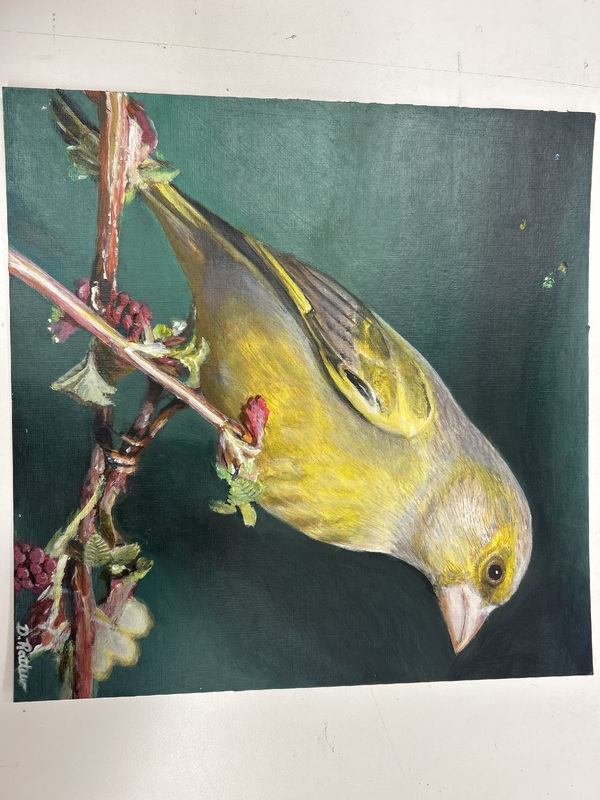 Canary