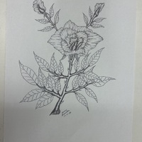 https://www.dropbox.com/scl/fi/jspcwv5094ccmd556klja/1197-D.jpg?rlkey=9vqquw55rl5oyr5ynp70ls9xi&st=o62qlv8x&dl=1